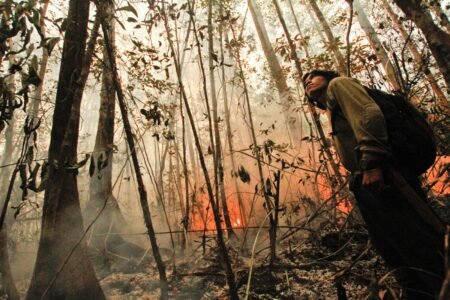 Abholzen für die Weltwirtschaft